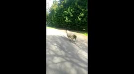 Woman being chased by a sheep