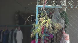 Thai locals hang holy basil plants outside homes to protect against Covid-19