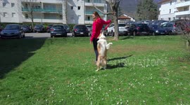 These two border collies show off their incredible reggaeton dance routine