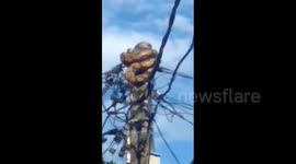 Firefighters rescue python coiled around electric pole in Indonesia