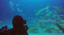 Diver takes terrifying selfie video with group of sharks