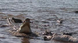 Crocodiles spotted gorily feasting on buffalo in South Africa