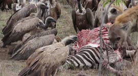 Hyenas and vultures seen sharing zebra carcass in South Africa
