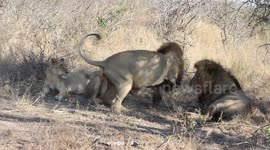 Pride of male lions seen fighting over females in South Africa