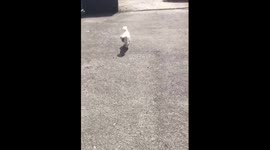 Woman finds a sheep in the garden while taking dog out