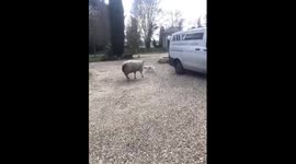 Dog starts to get angry at sheep which he found in the garden