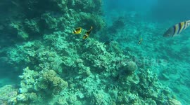 Beautiful Coral Reefs In Red Sea