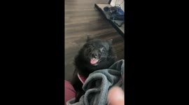 Playful Schippereke in North Dakota plays rough with owner while quarantined