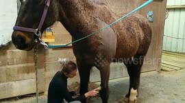 Timelapse reveals satisfying process behind the four-hour shaving of horse's winter coat