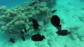 Fining Lost Nemo In Snorkling Red Sea