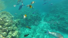 Scupa Diving Red Sea Experience