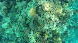 Scupa Diving With Coral Reefs Red Sea