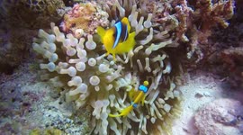 Finding nemo