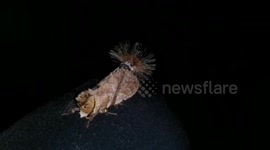 Nightmarish looking moth found in Johor Malaysia