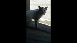 My talking cat ichigo shouting outside, sounds creepy don't know why