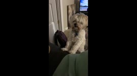 havanese enjoys a snacky snack during quarantine