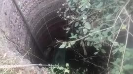 Hyena hauled out from well by forest officials in western India