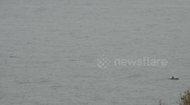 Dolphins frolic close to Spanish coast as Covid-19 leaves beaches deserted