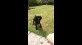 Dog tries to catch ball in slow motion