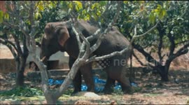 Helpless wild elephant in south India struggles with fractured leg until rescued by authorities