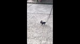 Short clip of ‘playful’ chihuahua running around chasing everybody