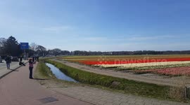 Tourists taking pictures at Dutch flowerfields during Corona crisis