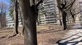 Birdwatching during coronavirus lockdown