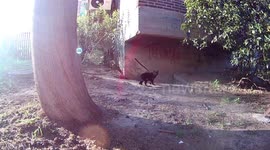 A black cat on the streets of Estrella neighbourhood of Madrid, Spain