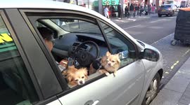 Cute little dogs are enjoying spring sun in a car at North End Road Market amid Coronavirus crisis in London