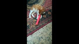 Cat Know How Play In Quarantine Time