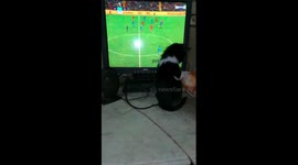 Kitties Watch Premier League On Tv