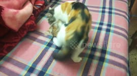 Kitty Mother Fight