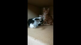 Submission Fights Between Kitties