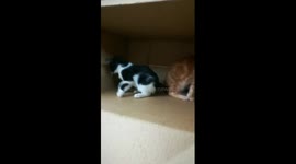 Wrestling Kitties At Home