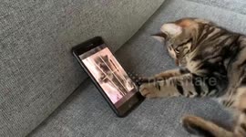 'It's okay kitty' Finn the cat in Massachusetts tries to comfort crying kitten from phone video