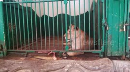 Zoo Lions Caged After Eating Lunch