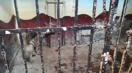 White Hyena Caged In Safe Cell