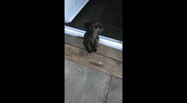 Cute labrador puppy