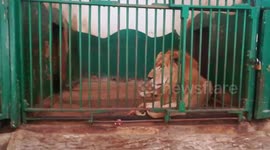 Sleepy Lions Keep Their Bones Close