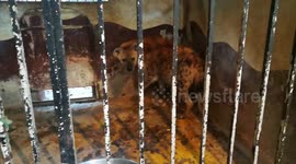 Rage Type Of Hyena In Zoo