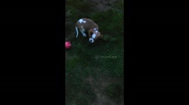 Cute puppy having fun