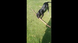 Dog playing