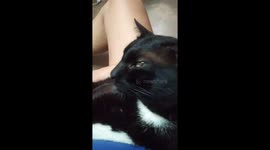 My talking and loving cat rukia. Just like a baby