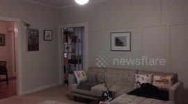 Bat Flies into House and Startles the Cat
