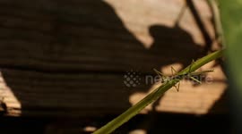Young stick insect walking along branch, filmed using a macro lens