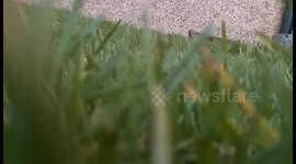 Drone Crashes Straight Into Roof