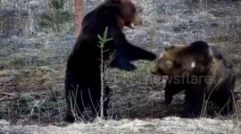 Six-year-old male bear attacks rival to protect his territory in Romania