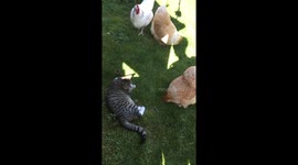 Chickens not respecting cats 2m self isolation while sunbathing!