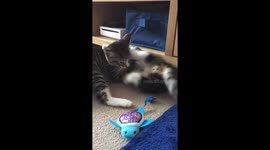 Kittens play fight