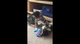 Cats learn to fight through play